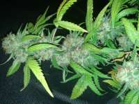 Karma Genetics Happy Kush - foto de WarmeOortjes