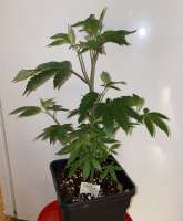 Pic for Double Dose Diesel (Katsu Seeds)