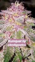 Kre8 Genetics Kumquat - foto de Thebakerygenetics