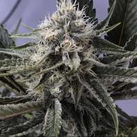 Lantzville Craft Cannabis Genetics Ciroc - foto de Glassman420