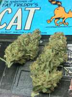 Little Chief Collabs Seeds Killer Glue - foto de ArthurMix