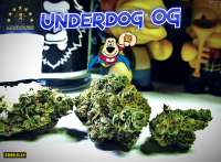 Imagen de Justin108 (Underdog OG)