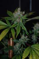 Loompa Farms Yeti OG - foto de Deadbeat