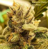 Lost Labs Genetics Banana Chem Cruffins - foto de llgenetics