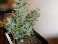 Lowlife Seeds Automatic AK47 - foto de admin