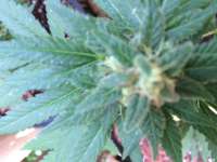 Lowlife Seeds Automatic Hindu Kush - foto de profgreen