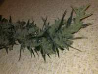 Lowlife Seeds Automatic Lemon Skunk - foto de Rom4ek