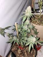 MTG Seeds Cherry Diesel - foto de Bucs007