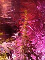 Imagen de MadCat (Medi Strawberry OG)