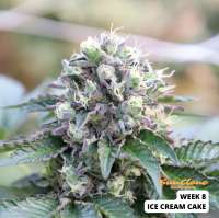 Mad Scientist Genetics Ice Cream Cake - foto de SunClone