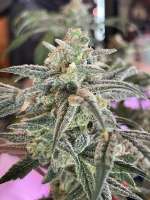 Mad Scientist Genetics Purple Cake - foto de PurpTerp518