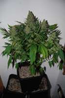 Magus Genetics Double Dutch - foto de Deadbeat