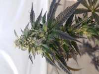 Mamiko Seeds GMO Cookies - foto de NewNormalGenetics