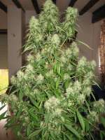 Mandala Seeds Mango Zamal - foto de Rom4ek