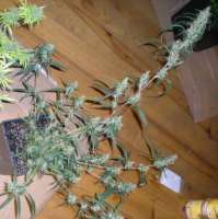 Mandala Seeds Mango Zamal - foto de Rom4ek