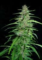 Mandala Seeds Purple Paro Valley - foto de DrCannablis