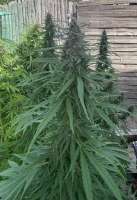 Mandala Seeds Purple Paro Valley - foto de DrCannablis