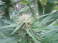 Mandala Seeds Sadhu - foto de Daweed81