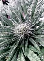 Mandala Seeds Satori - foto de bluebuddha