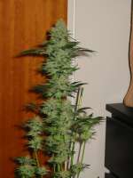 Mandala Seeds Speed Queen - foto de andrew