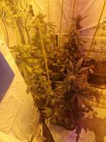 Imagen de Weed420Haze (White Satin Deluxe)