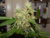 Mandala Seeds White Satin - foto de Wojosa