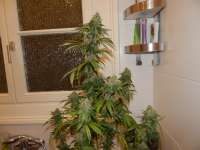 Mandala Seeds White Satin - foto de Wojosa