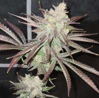 MassMedicalStrains Black Hole Sun - foto de pupilfam