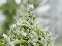 MassMedicalStrains Deadly Sativa - foto de pupilfam