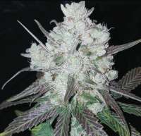 MassMedicalStrains Five Star - foto de pupilfam