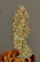 MassMedicalStrains Flounder Breath - foto de pupilfam