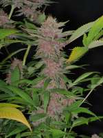 MassMedicalStrains Indigo Child - foto de pupilfam