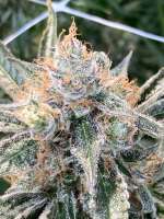 MassMedicalStrains Mobyphylaxis - foto de pupilfam