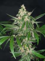 MassMedicalStrains Mobyphylaxis - foto de pupilfam