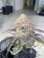 MassMedicalStrains Platinum PuTang Punch - foto de pupilfam