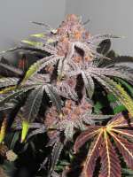 MassMedicalStrains PuTang S1 - foto de Cutty415