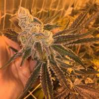 Matanuska Thunder Seeds Berry Breath - foto de Sotms