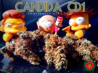 Medical Marijuana Genetics Candida - foto de Justin108