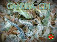 Medical Marijuana Genetics Candida - foto de Justin108