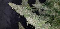 Medical Seeds Co. 2046 - foto de Snipp