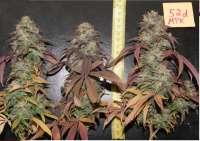 Medical Seeds Co. Mendocino Purple Kush - foto de Mowgli