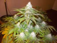 Medical Seeds Co. Sour Diesel - foto de WhiteyB