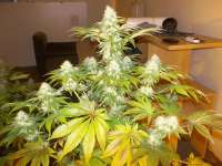 Imagen de WhiteyB (Sour Diesel)