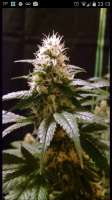 Medicann Seeds Blue Blood - foto de Jimbean