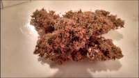 Medicann Seeds Blue Blood - foto de Jimbean