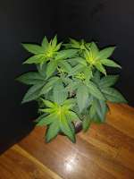 Melvanetics Buckeye Purple - foto de 420meowmeowmeow