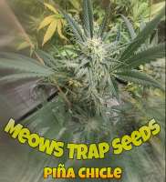 Meows Trap Seeds Piña Chicle - foto de 420meowmeowmeow