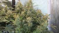 Mephisto Genetics Chemdogging - foto de kimbu