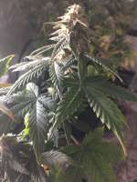 Imagen de smallgrow (Auto White Widow)