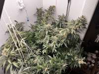 Ministry of Cannabis Big Bud - foto de pdxgrow